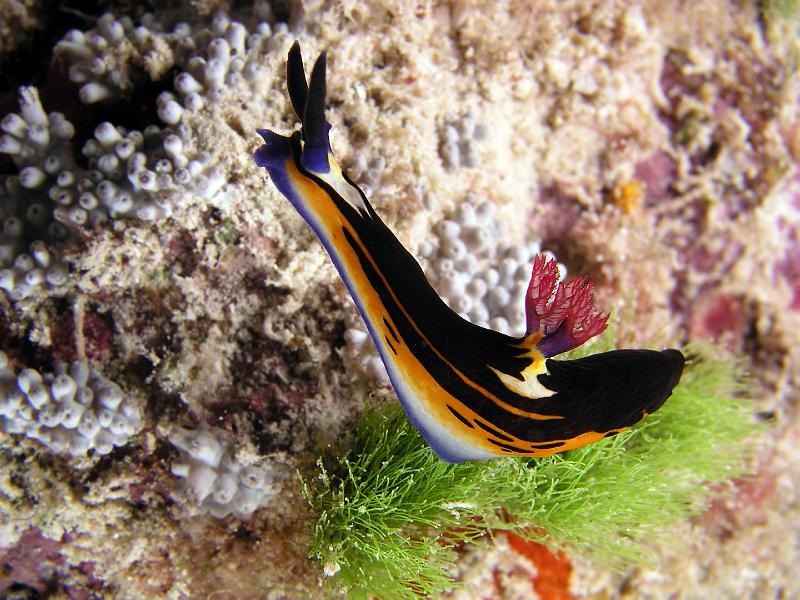 ab_djibouti 04 2007 (1).jpg - nudibranche: nembrotha à grandes cornes 2007 Antoine Bélec
